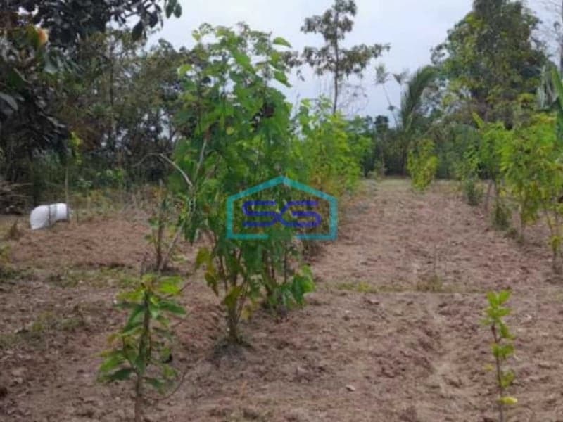 Dijual Tanah Harga Murah di Baturiti Tabanan Bali Luas Tanah 2780m2