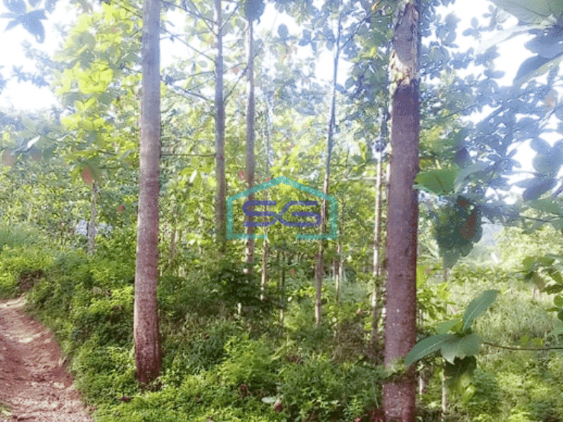 Dijual Tanah Luas 20 Ha Cibanteng Bogor