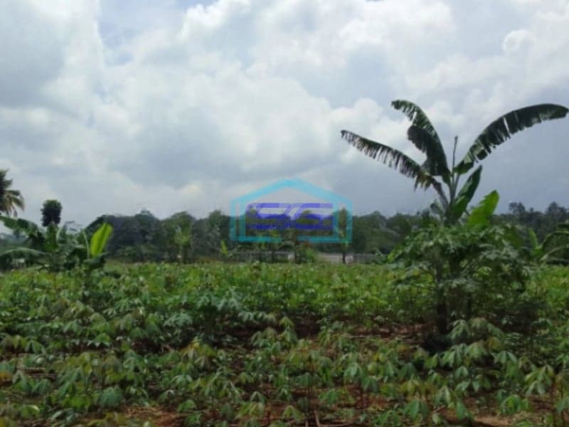 Dijual Tanah Dekat Pintu Tol Bocini Desa Ciambar Sukabumi Luas Tanah 40000m2