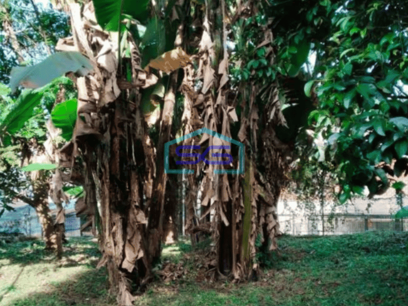 Disewakan Tanah Ciumbuleuit Kavling Dengan Kebun Didepan Unpar