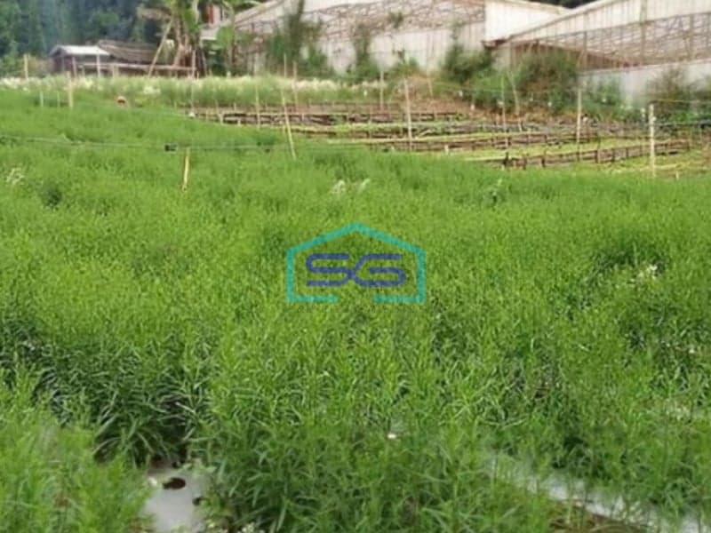 Dijual Tanah Kavling di Lembang Bandung SHM Luas 1040m2