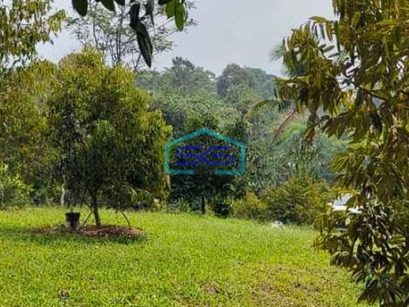 Dijual Tanah Luas + Kebun Duren Di Cijambe Kota Subang LT 90 Ha