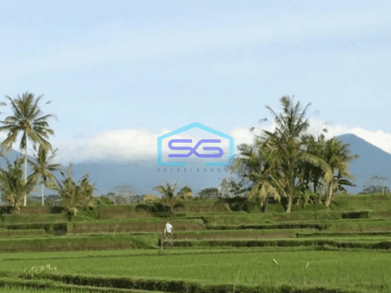 Dijual Tanah Rice Terace Ubud 4ha Cocok Untuk Hotel Dan Resort Di Gianyar