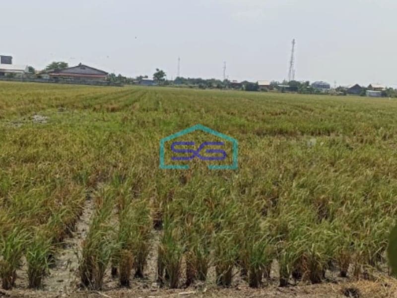 Dijual Tanah sawah di ketapang kendal Luas Tanah 5821m2