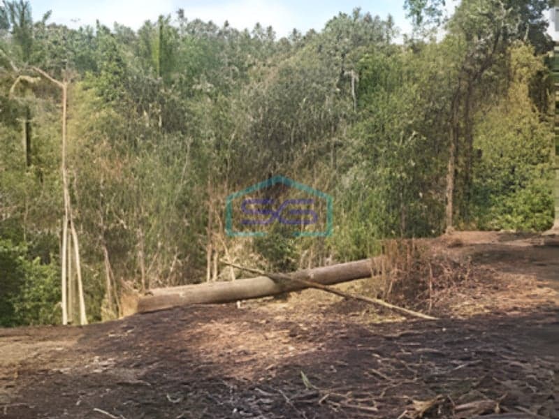 Dijual Tanah Murah Di Penebel Tabanan Bali Bagus Strategis Luas Tanah 3000m2