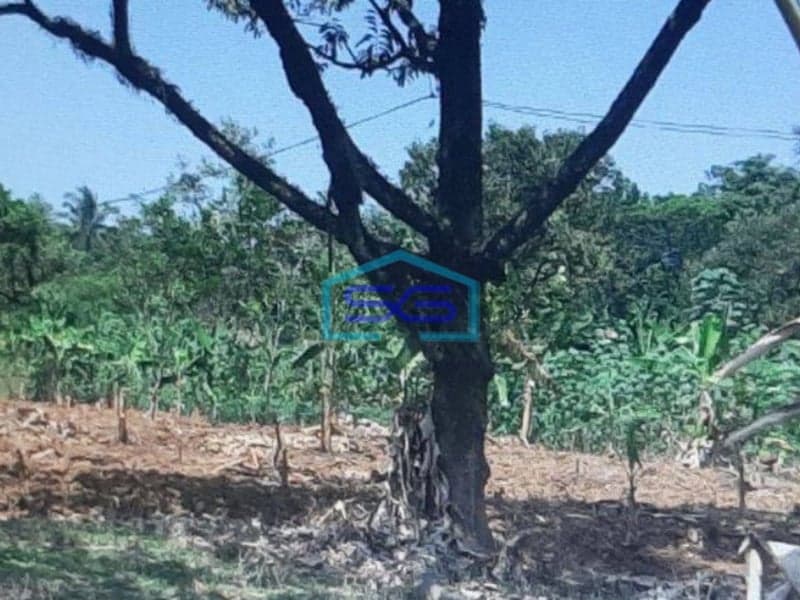 Dijual Tanah Di Citeureup Bogor Lokasi Strategis Akses Bagus LT 47231m2