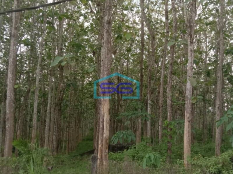 Dijual Tanah Plus Pohon Jati Talang Buluh Kelapa Banyuasin Sumatera Selatan LT 18750m2