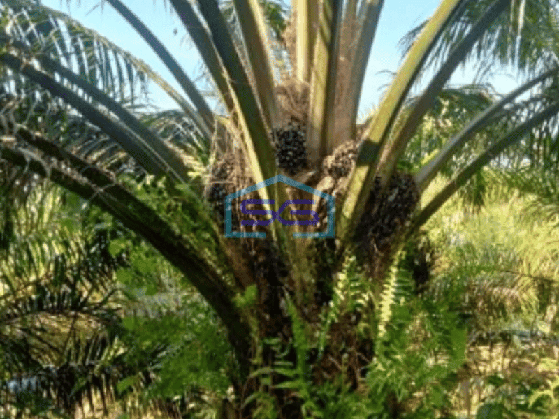 Dijual Tanah Kebun Sawit Di Kampar Riau Luas 90ha