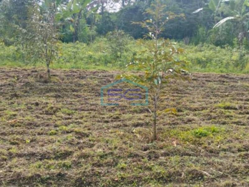 Dijual Tanah di Petang Badung Bali Luas Tanah 4850m2