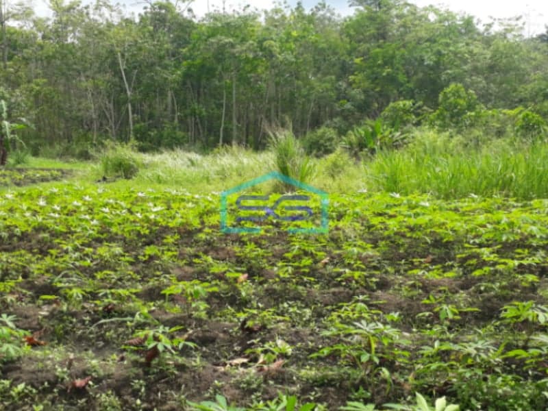 Dijual Murah Tanah Luas Indralaya Utara Desa Parit Jaya Indralaya Sumatera Selatan LT 2 Ha