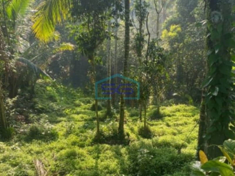 Dijual Tanah Murah Lokasi Selemadeg Tabanan Bali Luas Tanah 2250m2