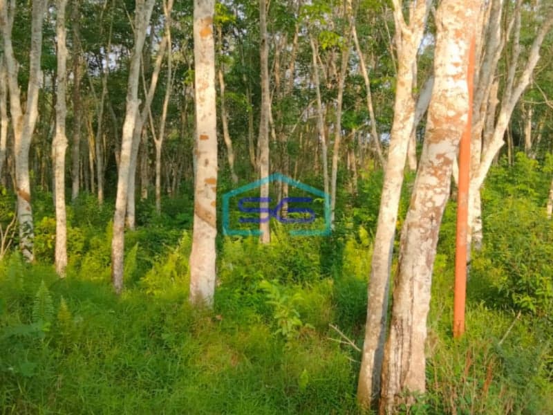 Dijual Tanah Kebun Karet di Jalan Batuaji Talang Buluh Banyuasin Palembang Luas 18000m2