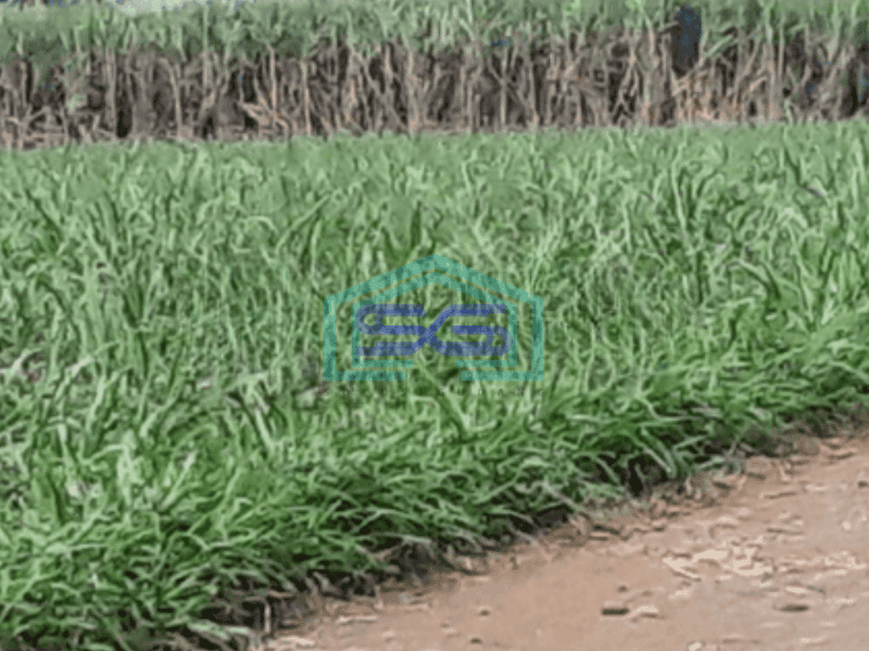 Dijual Tanah di Pakis Malang Jawa Timur