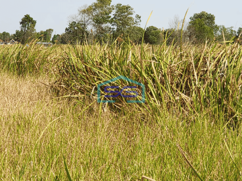 Dijual Cepat Tanah Luas di Pinggir Jalan Llintas Palembang-Indralaya, Luas 4 Ha