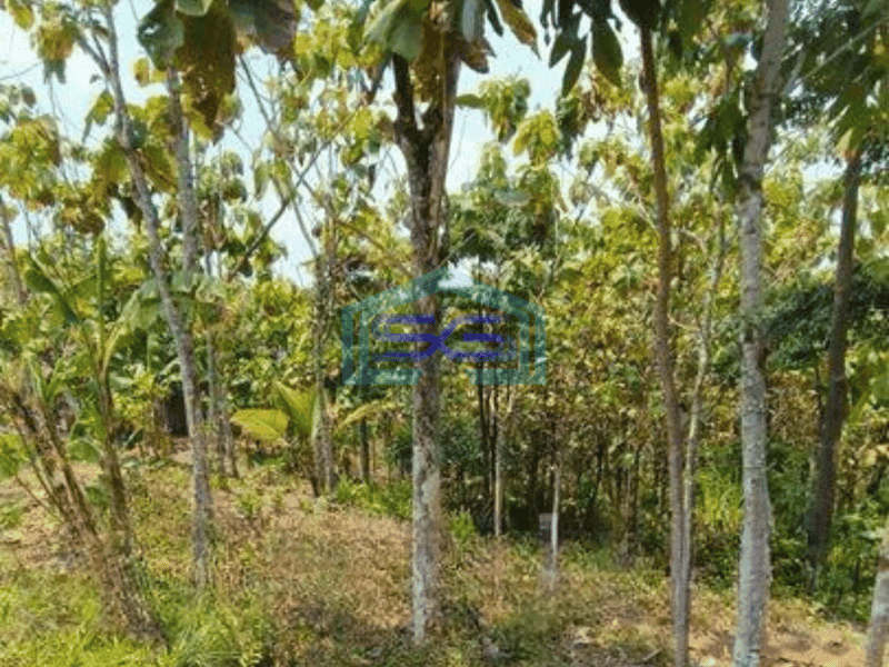 Dijual Tanah Cocok Untuk Gudang di Sindang Sari Sajira Lebak Banten