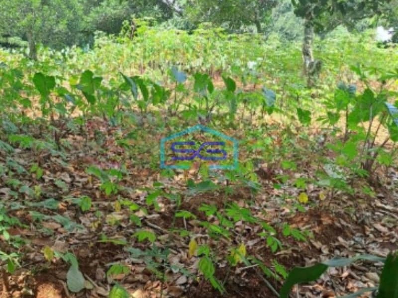 Dijual Tanah Di Daerah Kemang Bogor Lokasi Bebas Banjir LT 1000m2