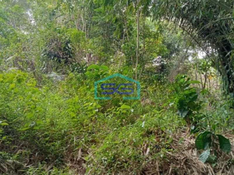 Dijual Tanah Di Karyasari Leuwiliang Bogor Luas Tanah 5500m2