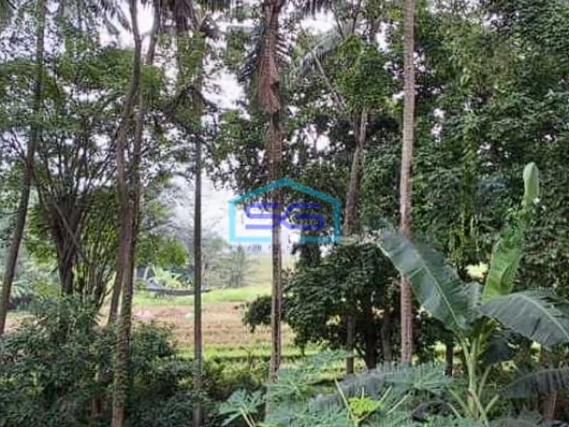 Dijual Tanah View Sawah Dan Jungle Jalan Utama Dekat Pererenan Canggu Badung Bali LT 2400m2