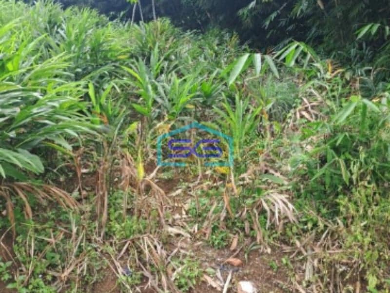 Dijual Tanah Di Daerah Kemang Bogor Lokasi Bebas Banjir LT 1000m2