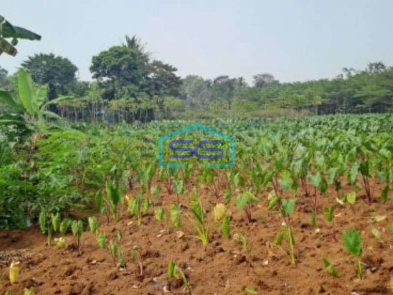 Dijual Tanah Kontur Datar Kemang Pabuaran Bogor Luas Tanah 30000m2