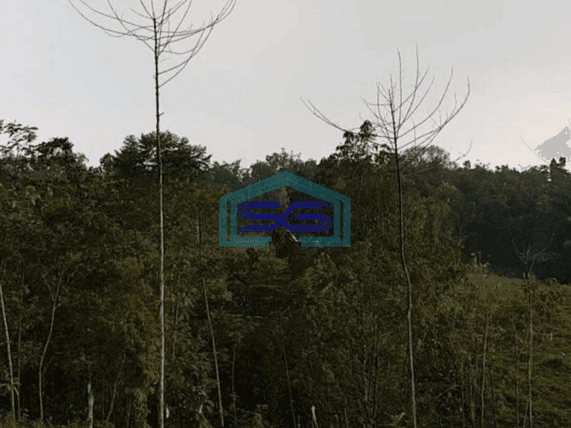 Dijual Tanah Bisa Untuk Gudang Harga Murah di Cipanas Lebak Banten