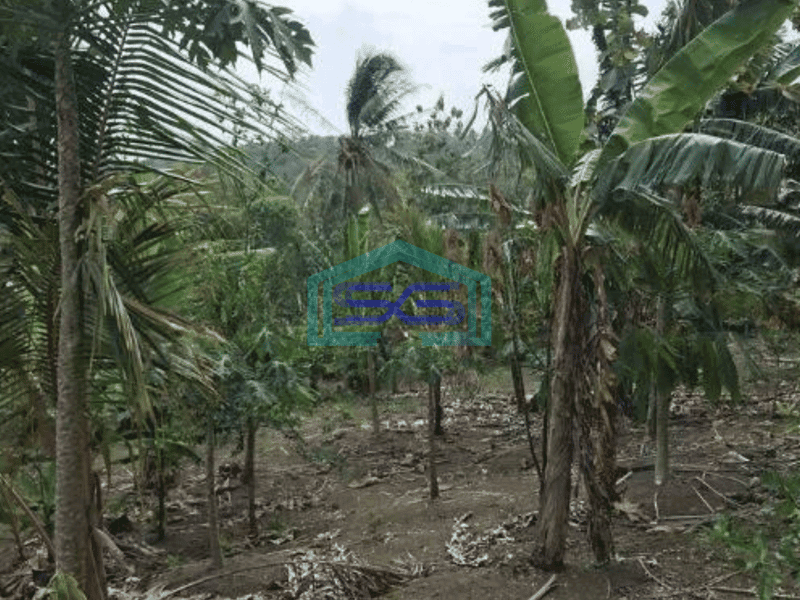 Dijual Tanah Harga Murah di Sobang Pandeglang Banten