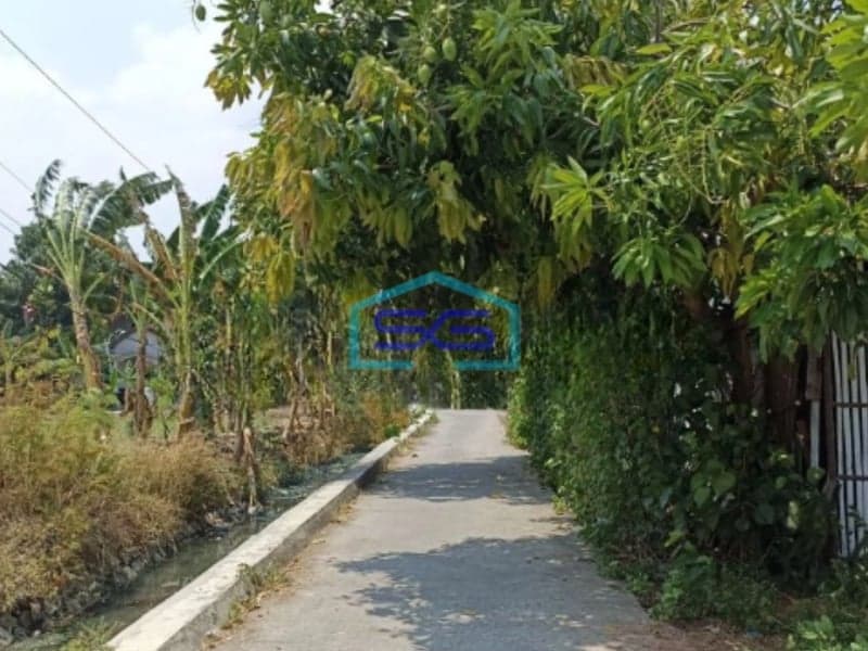 Dijual Tanah sawah di ketapang kendal Luas Tanah 5821m2