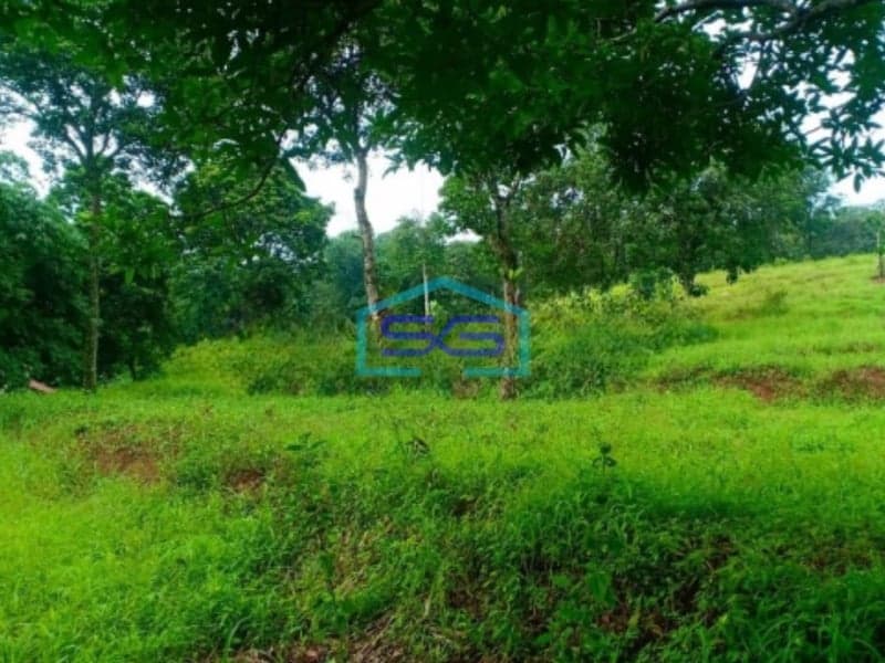 Dijual Tanah di Desa Hambalang Sentul Citreureup Bogor LT 10000m2