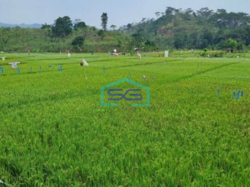 Dijual Tanah di Desa Pabuaran Sukamakmur Bogor Luas Tanah 10000m2