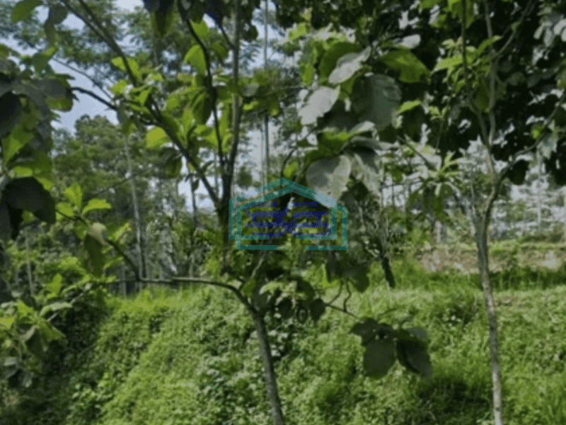 Dijual Tanah Lokasi Dayurejo Pandaan Luas Tanah 2800 m²