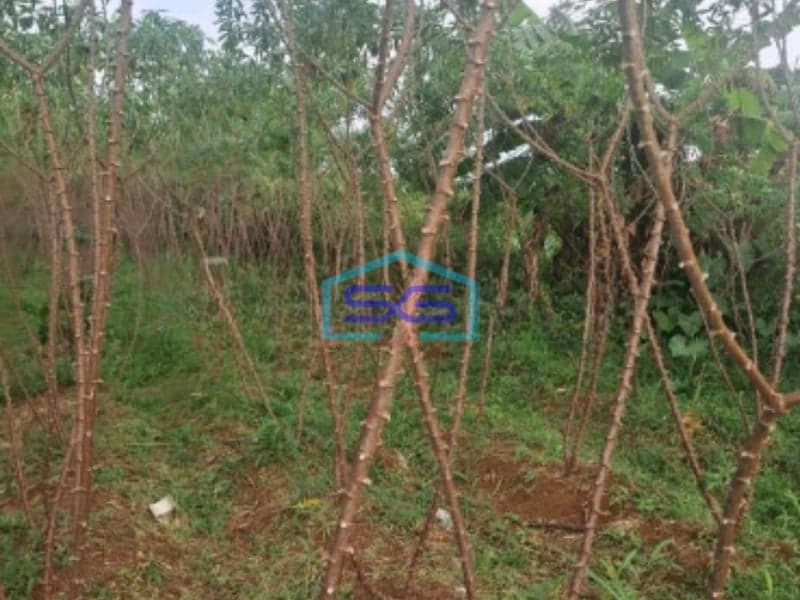 Dijual Tanah Karikhil Ciseeng Bogor Luas Tanah 1700m2 SHM