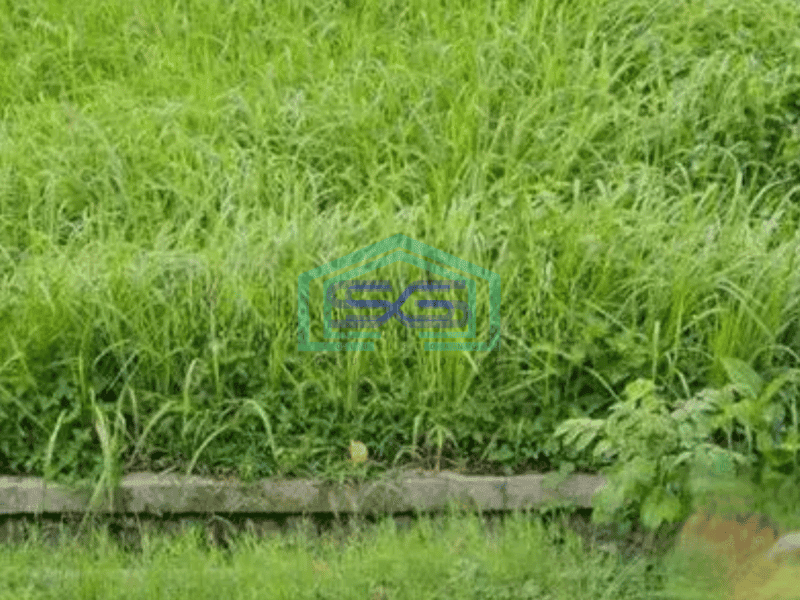 Di sewakan tanah luas di Kediri