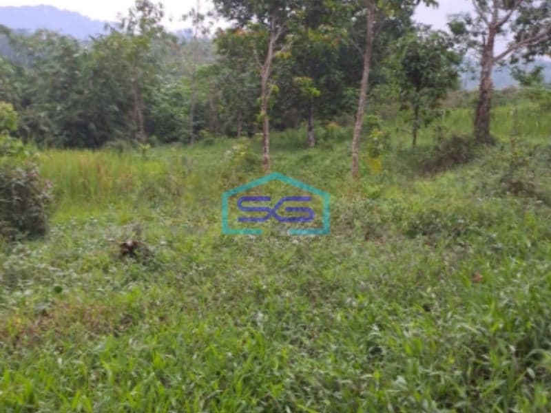 Dijual Tanah Desa Sadeng Lewisadeng Bogor Luas Tanah 20000m2