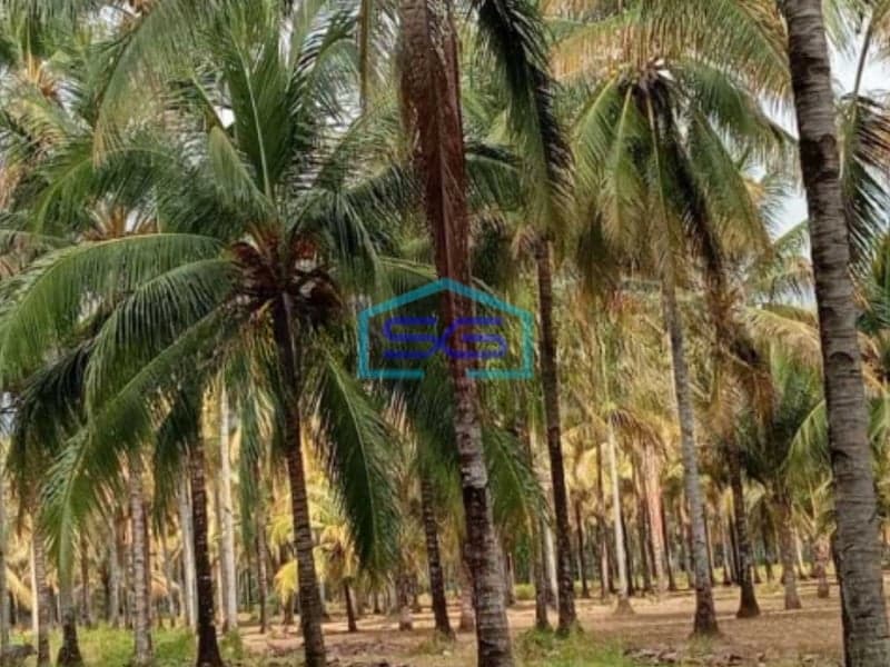 Dijual Tanah Di Samping Hotel Ndc Molas Di Tuminting, Manado Luas Tanah (PxL)  50000 m²