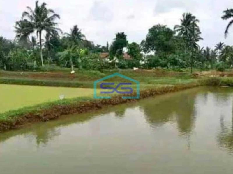 Dijual Tanah Di Ciseeng Bogor Luas Tanah 6500m2  Cocok Untuk Investasi