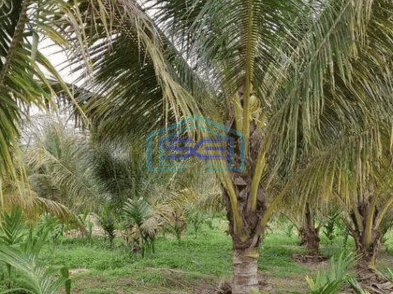 Dijual cepat Tanah 1,6 hektar perkebunan di Mendalo Darat, Muaro Jambi