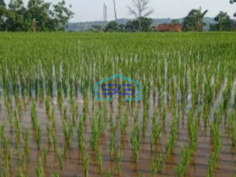 Dijual Tanah Puncak Bogor Cisarua Jawa Barat Luas Tanah 75000m2