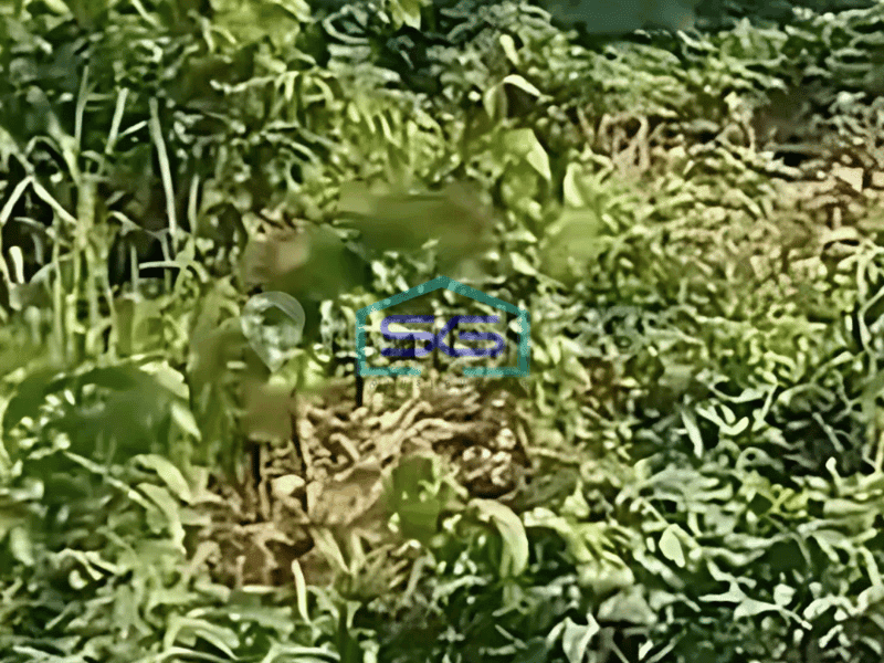 Dijual Tanah Pinggir Jalan!! di Gunung Sindur Bogor LT 5000m2