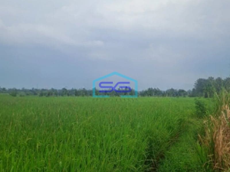 Dijual Tanah Di Ciampea Udik Bogor Luas Tanah 1800m2