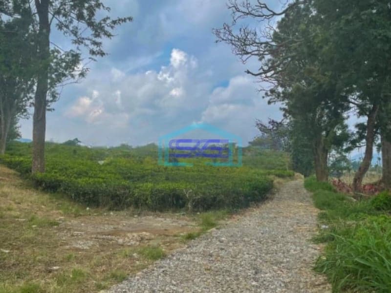 Dijual Tanah Di Cijeruk Bogor Luas Tanah 350000m2