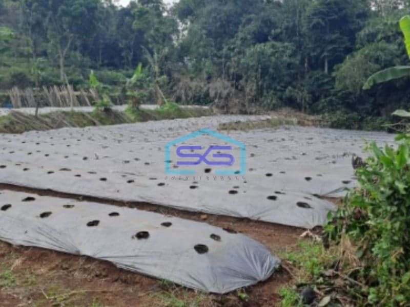 Dijual Tanah Jalan Terobosan Puncak Bogor Luas Tanah 2000m2