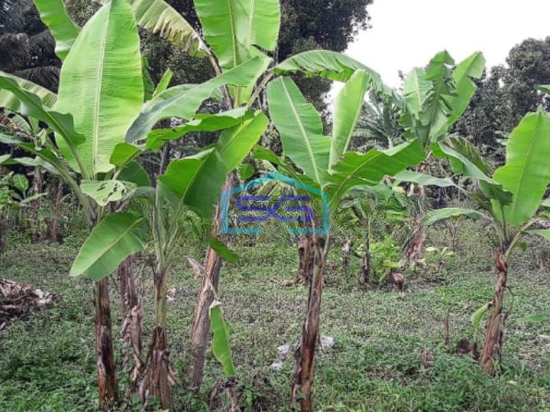 Dijual Tanah Murah di Desa Ciseutik Dekat Tugu Cagak Subang LT 3110m2