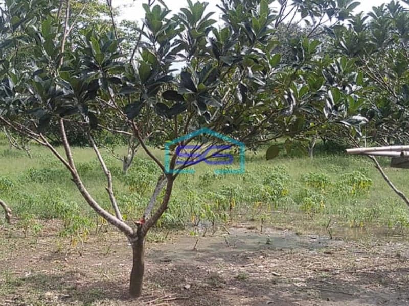 Dijual Tanah Seluas 50,719m2 (5 ha) dengan Harga Spesial di Banyuasin Sumatera Selatan