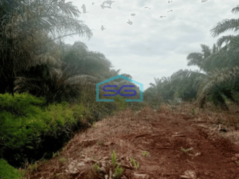 Dijual Tanah Kebun Sawit 263Ha Di Pelalawan Riau