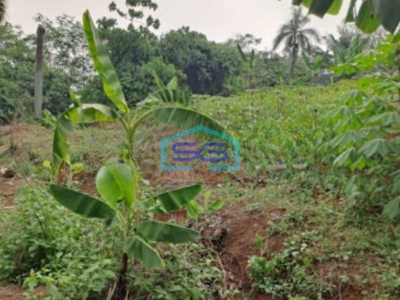 Dijual Tanah di Daerah Ciseeng Bogor Luas Tanah 5000m2