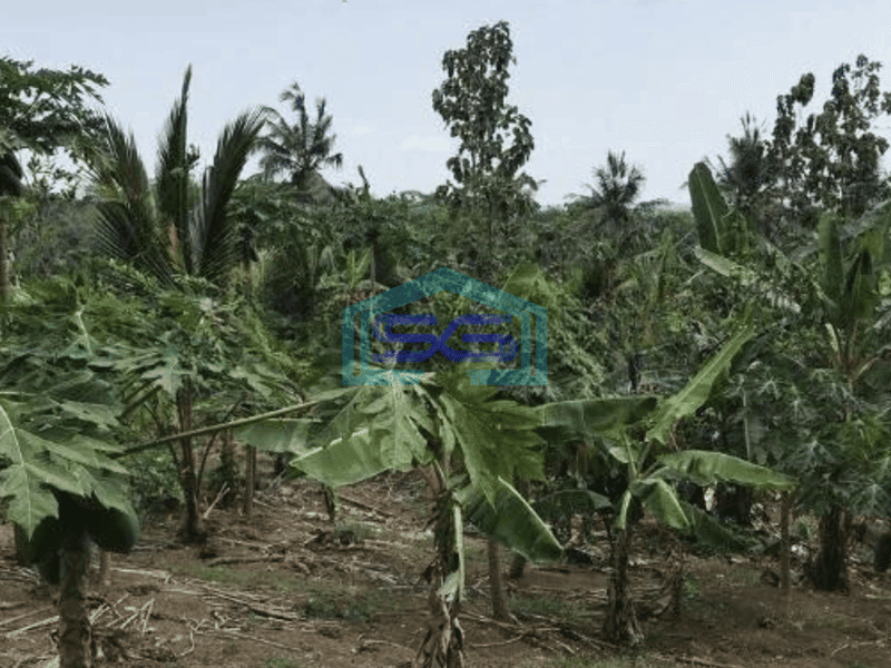 Dijual Tanah Harga Murah di Sobang Pandeglang Banten