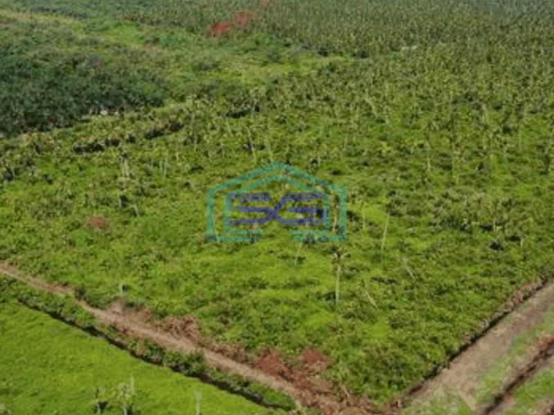 Dijual Tanah Perkebunan Sawit Kalimantan Barat Mempawah Tanah sawit 30 Hektar