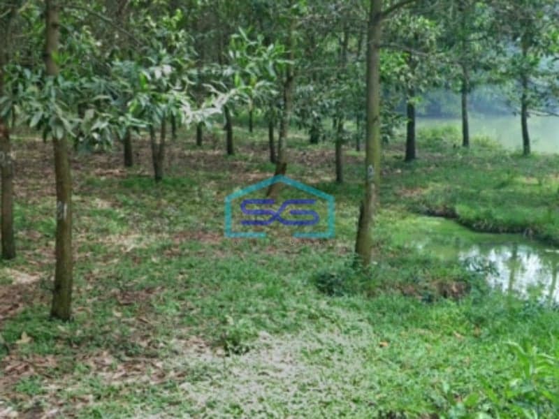 Dijual Tanah Strategis Untuk Industri Luas 12 Hektar Di Rangkasbitung Lebak Banten