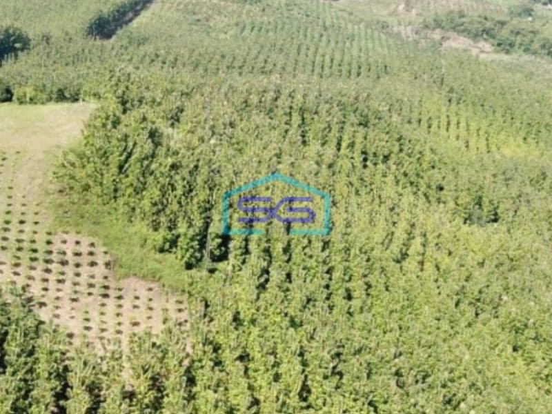 Dijual Tanah Kebun Jati Warungkiara Sukabumi Jawa Barat LT 620000m2