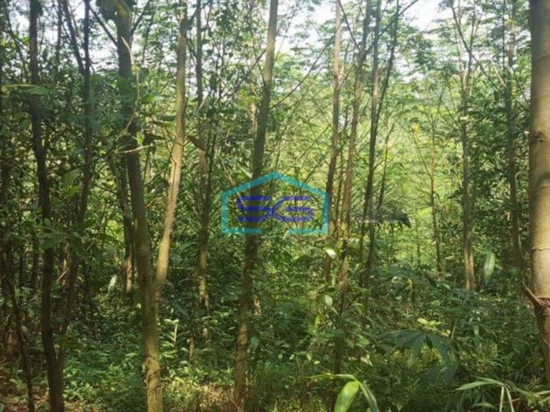 Dijual Tanah Dengan Lokasi Strategis Daerah Tenjo Bogor LT 12050m2 di Pinggir Jalan Raya